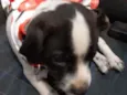 Laika