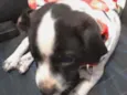Laika