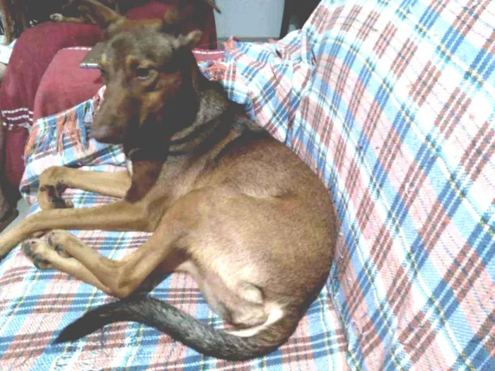 Cachorro ra a SRD idade 1 ano nome Maya