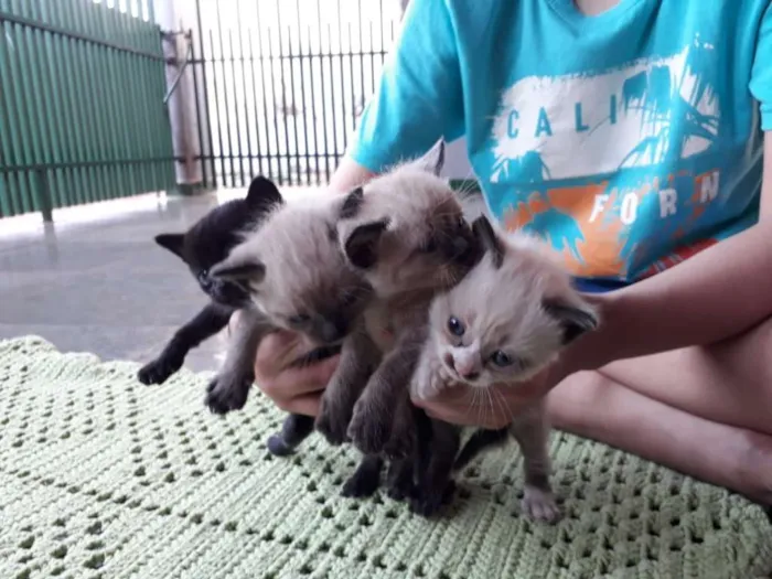 Gato ra a SRD-ViraLata idade Abaixo de 2 meses nome Bebês