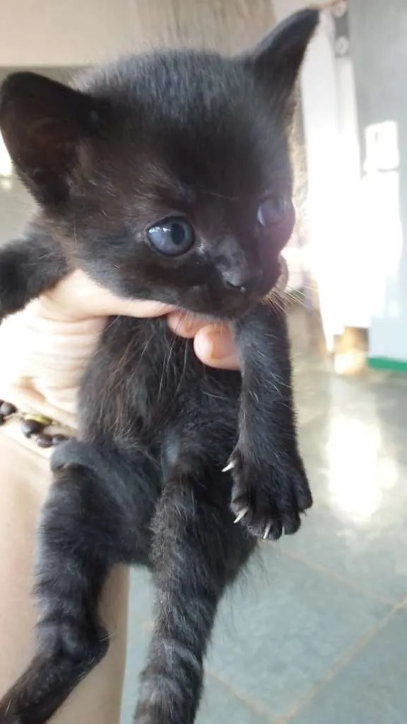 Gato ra a SRD-ViraLata idade Abaixo de 2 meses nome Bebês