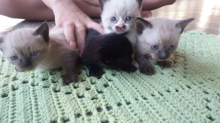 Gato ra a SRD-ViraLata idade Abaixo de 2 meses nome Bebês