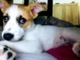 Pipoca