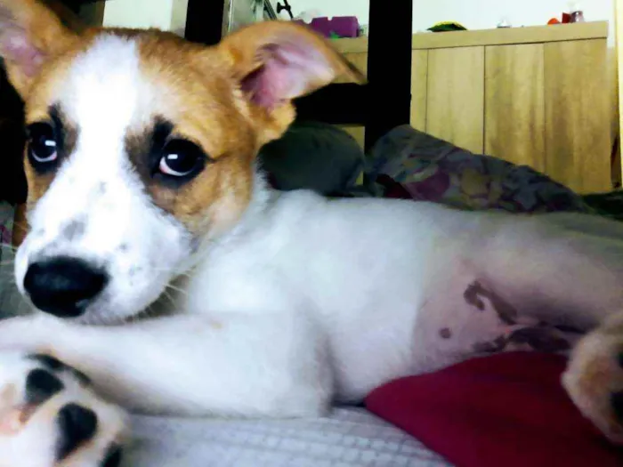 Cachorro ra a SRD idade 2 a 6 meses nome Pipoca