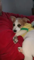 pipoca
