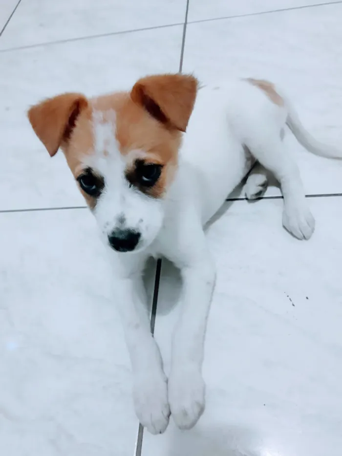 Cachorro raça nao sei  idade 2 a 6 meses nome pipoca