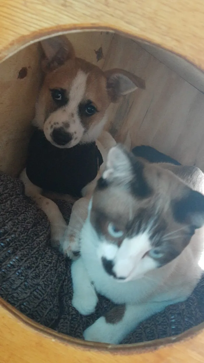Cachorro raça nao sei  idade 2 a 6 meses nome pipoca