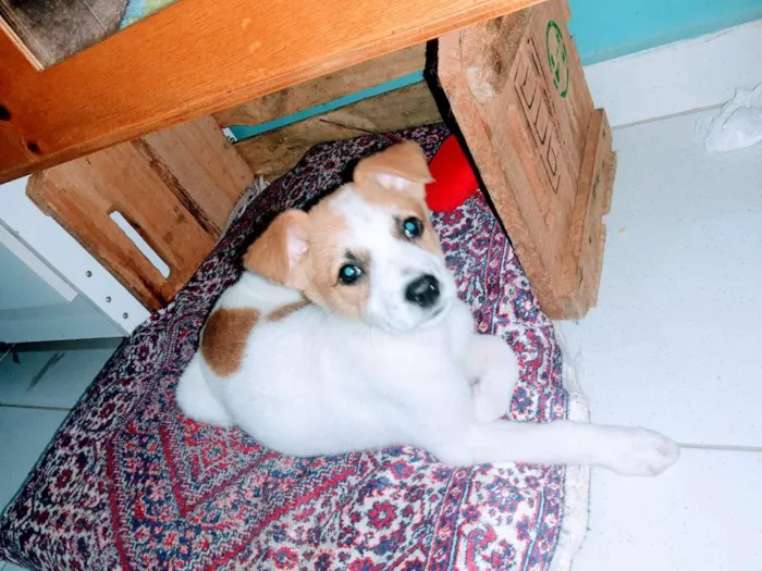 Cachorro raça nao sei  idade 2 a 6 meses nome pipoca