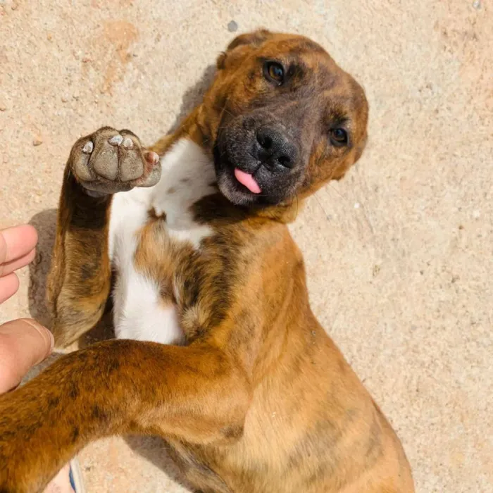 Cachorro ra a Boxer com vira-lata idade 2 a 6 meses nome Pepita