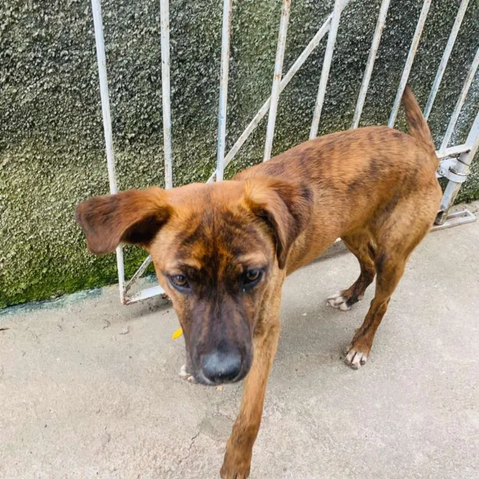 Cachorro ra a Boxer com vira-lata idade 2 a 6 meses nome Pepita