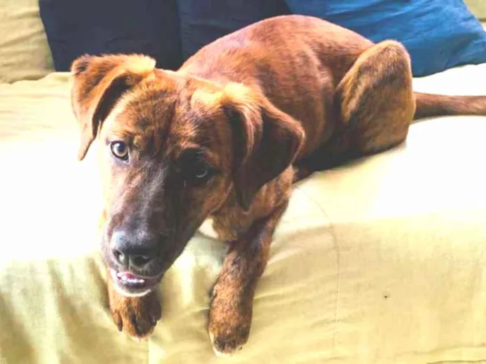 Cachorro ra a Boxer com vira-lata idade 2 a 6 meses nome Pepita