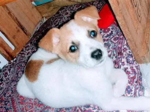 Cachorro raça nao sei  idade 2 a 6 meses nome pipoca