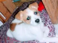 pipoca