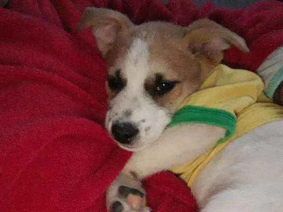 Cachorro ra a SRD idade 2 a 6 meses nome Pipoca