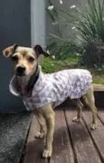 Pituxa