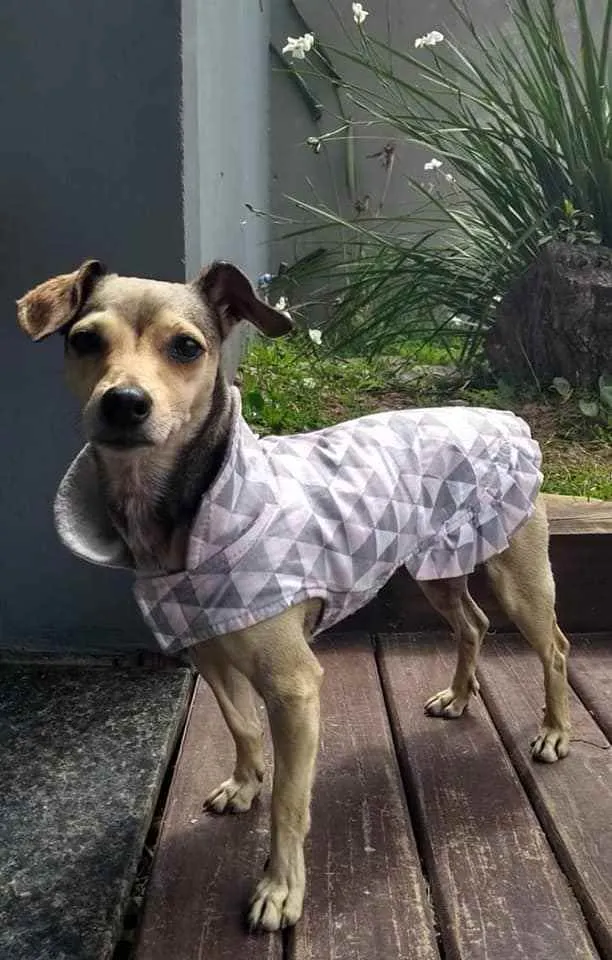 Cachorro raça SRD idade 3 anos nome Pituxa