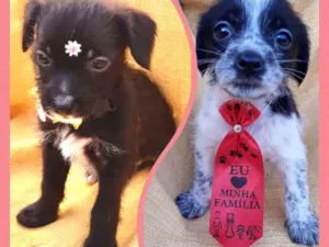 Cachorro raça Srd idade 2 a 6 meses nome Sandy e Junior