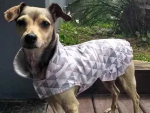 Cachorro raça SRD idade 3 anos nome Pituxa