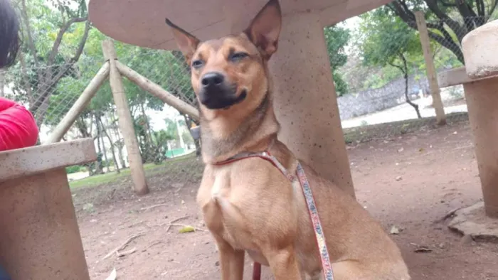 Cachorro ra a SRD-ViraLata idade 1 ano nome Fred