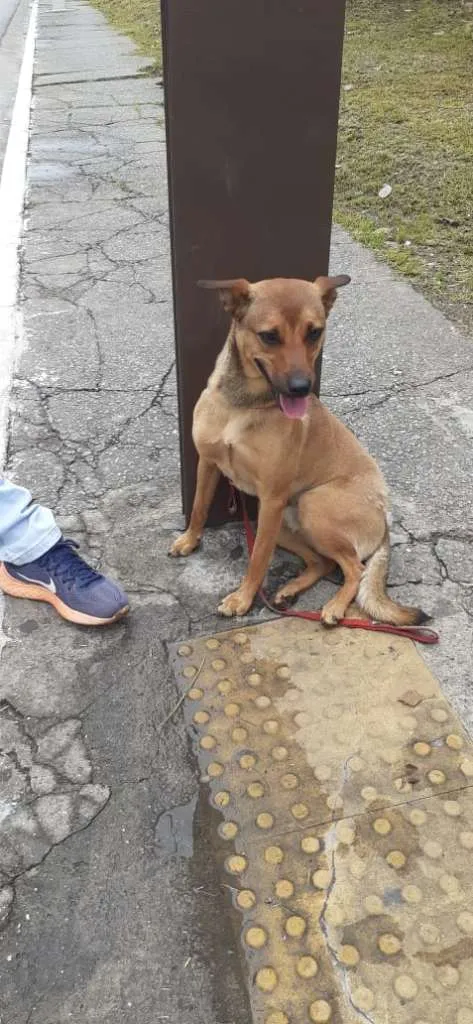 Cachorro ra a SRD-ViraLata idade 1 ano nome Fred