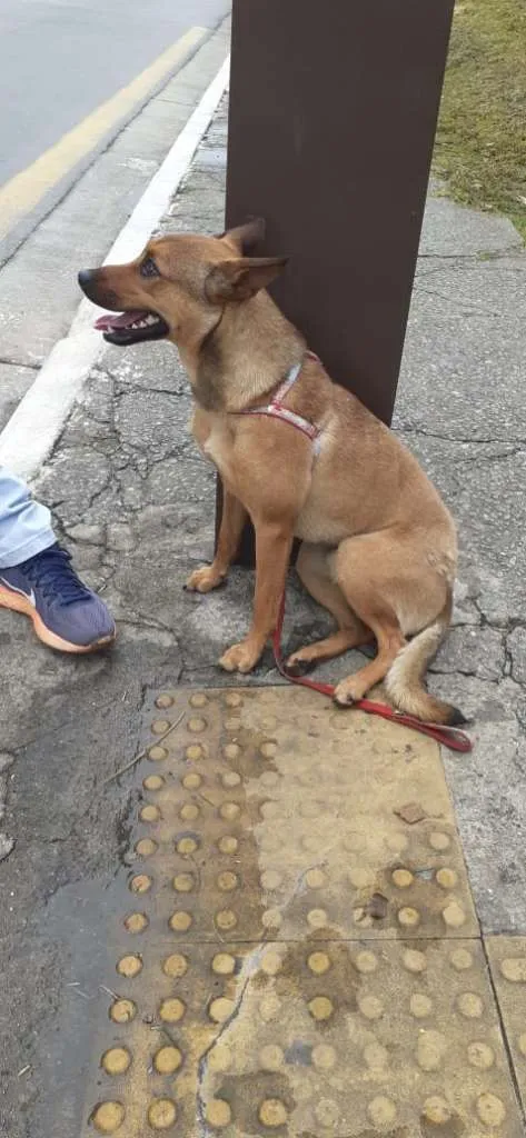 Cachorro ra a SRD-ViraLata idade 1 ano nome Fred