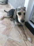 Jake