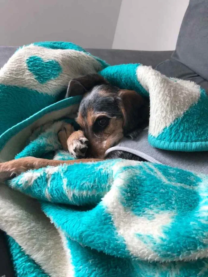 Cachorro ra a Srd idade 2 a 6 meses nome Jake