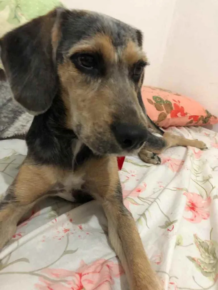 Cachorro ra a Srd idade 2 a 6 meses nome Jake