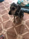 Jake