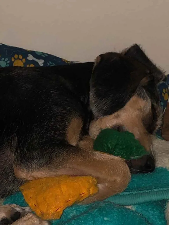 Cachorro ra a Srd idade 2 a 6 meses nome Jake