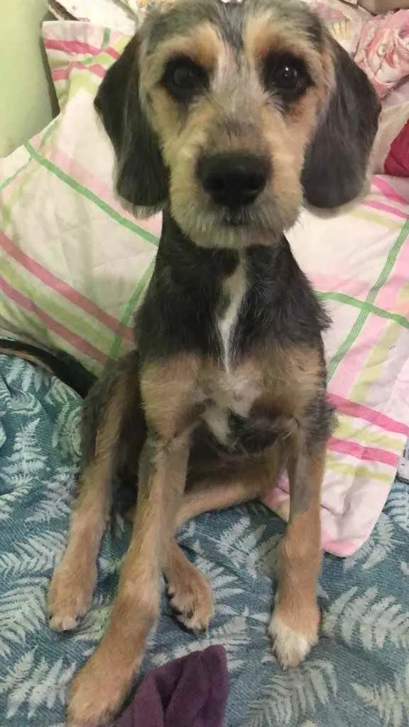 Cachorro ra a Srd idade 2 a 6 meses nome Jake