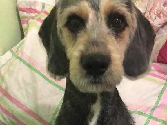 Cachorro ra a Srd idade 2 a 6 meses nome Jake