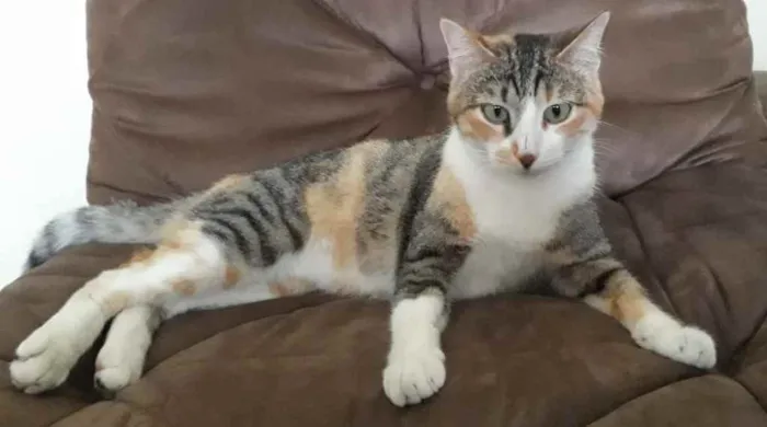Gato raça Indefinida idade 1 ano nome Kezia