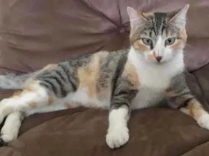 Gato raça Indefinida idade 1 ano nome Kezia
