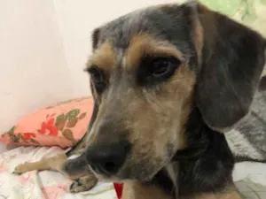 Cachorro raça Srd idade 2 a 6 meses nome Jake 
