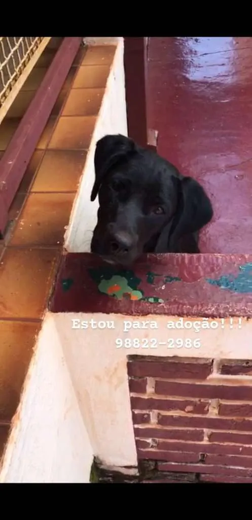Cachorro raça SRD-ViraLata idade 7 a 11 meses nome Sem Nome
