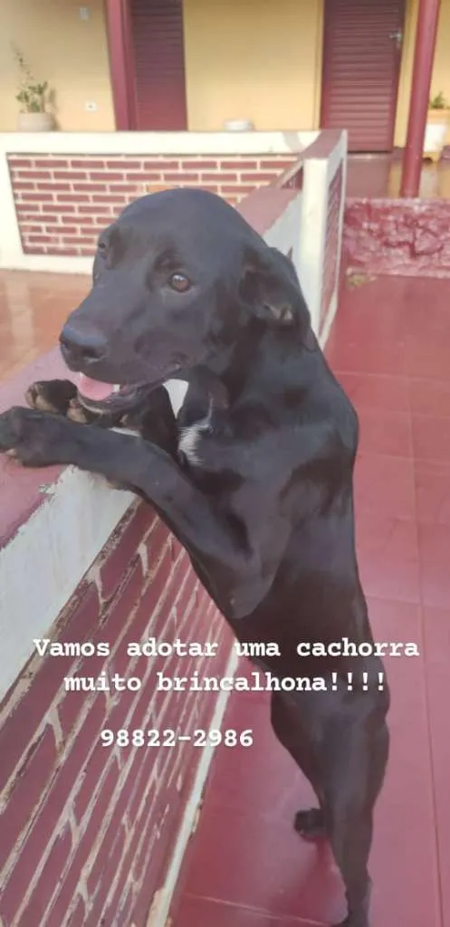 Cachorro raça SRD-ViraLata idade 7 a 11 meses nome Sem Nome