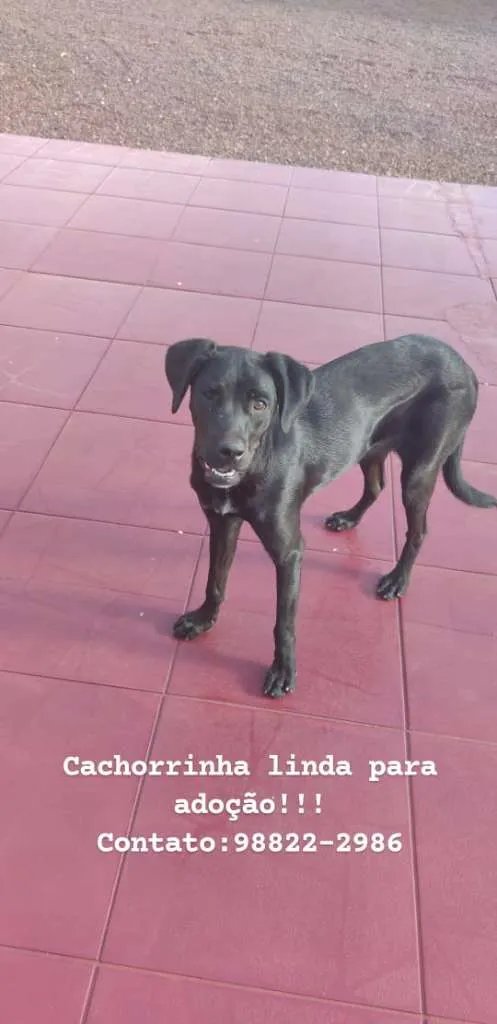 Cachorro raça SRD-ViraLata idade 7 a 11 meses nome Sem Nome