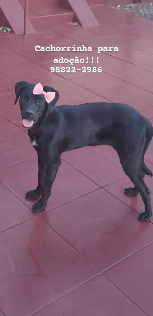 Cachorro raça SRD-ViraLata idade 7 a 11 meses nome Sem Nome