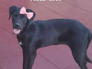 Cachorro raça SRD-ViraLata idade 7 a 11 meses nome Sem Nome