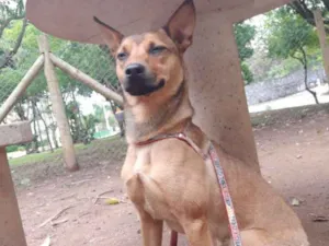 Cachorro raça SRD-ViraLata idade 1 ano nome Fred