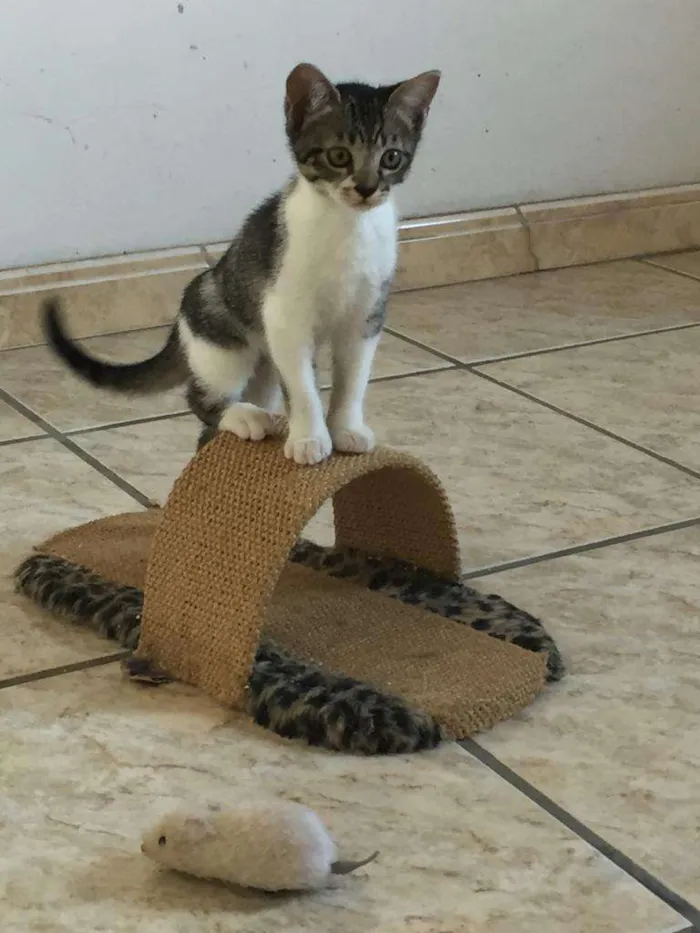 Gato ra a SRD-ViraLata idade Abaixo de 2 meses nome Princesa