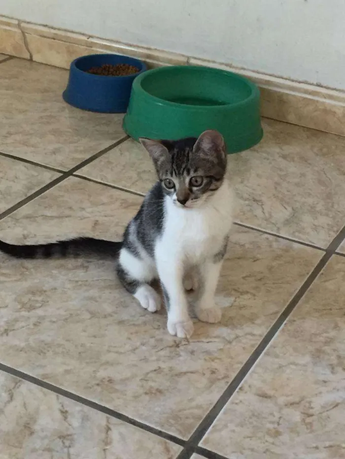 Gato ra a SRD-ViraLata idade Abaixo de 2 meses nome Princesa