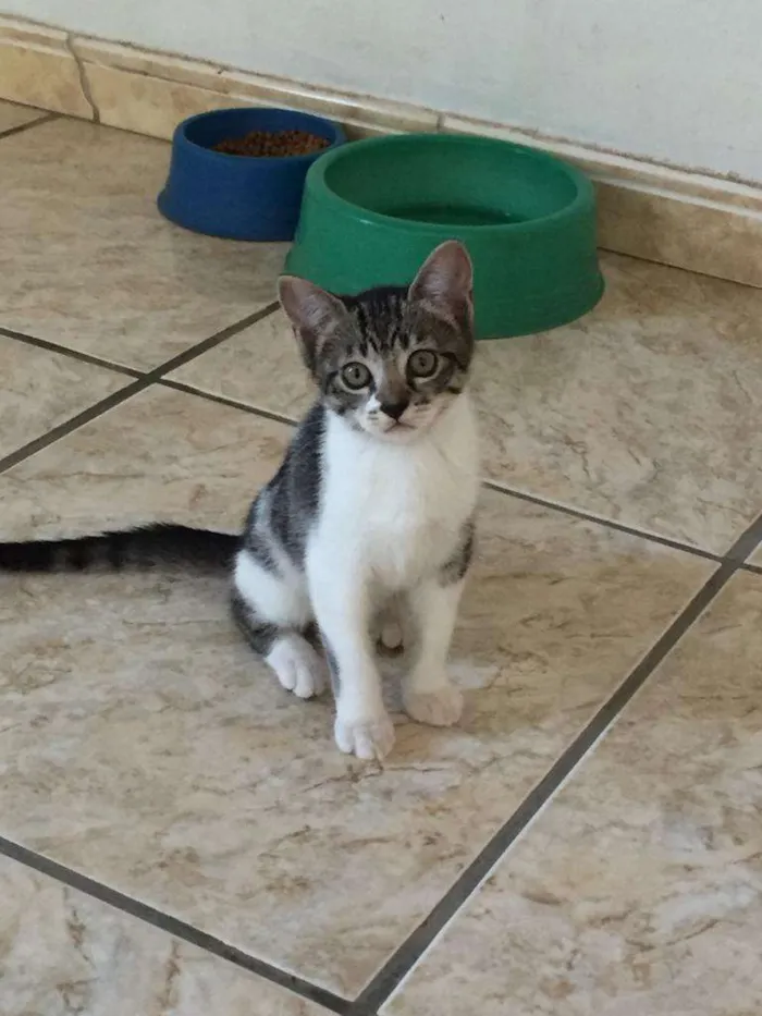Gato ra a SRD-ViraLata idade Abaixo de 2 meses nome Princesa