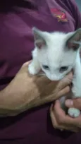 Gatinho macho
