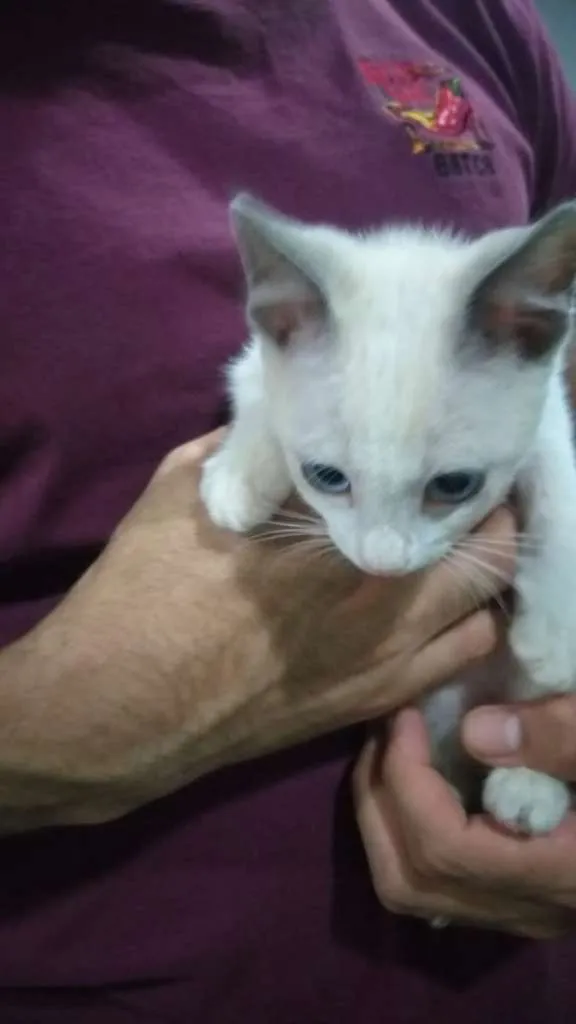 Gato ra a SRD-ViraLata idade 2 a 6 meses nome Gatinho macho