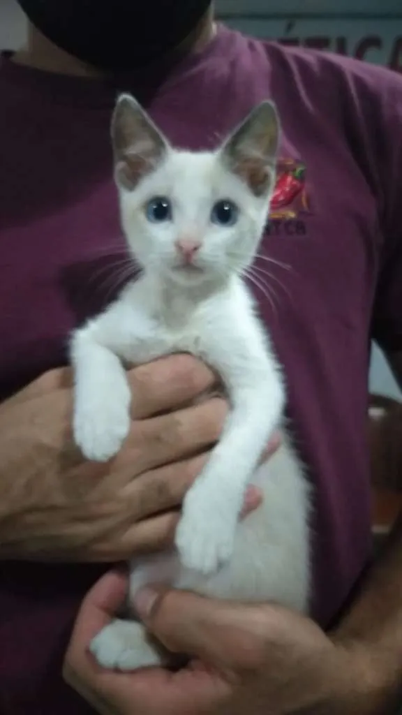 Gato ra a SRD-ViraLata idade 2 a 6 meses nome Gatinho macho