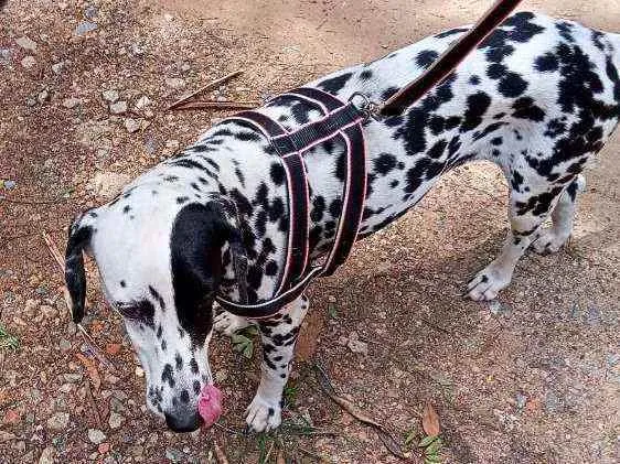 Cachorro ra a Dálmata idade 7 a 11 meses nome Estrela