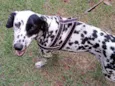 Estrela