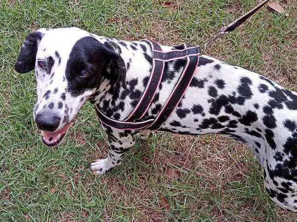 Cachorro ra a Dálmata idade 7 a 11 meses nome Estrela